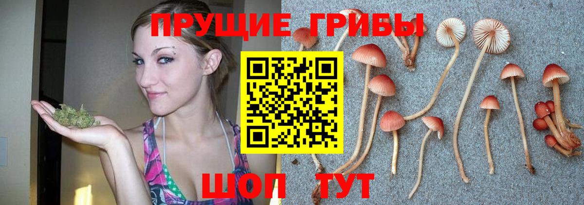 Галлюциногенные грибы Psilocybine cubensis Губаха